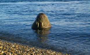 Picture of Walrus