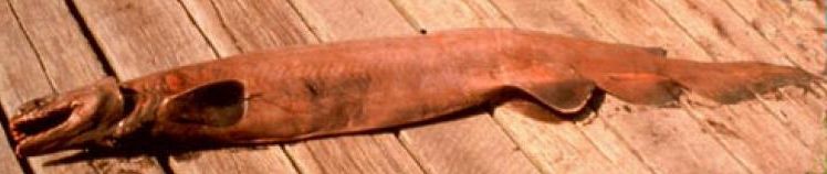 Frill shark (Chlamydoselachus anguineus) caught off southern New England. (Nawojchik, 2003). Public Domain.