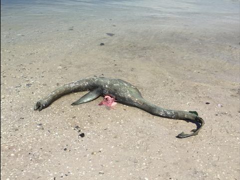 Fig. 1 The creature in question, found at Wolf Island (Warren, 2018. Adapted for anatomical comparisons)