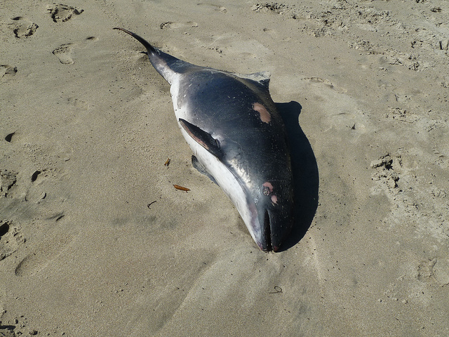 Beached deceased harbor porpoise from Twin Lakes State state park, Santa Cruz, California. (Bass-Deschenes, Cary. (2013). Retrieved from https://www.flickr.com/photos/bastique/8559025743/. Used under license CC BY SA 2.0).