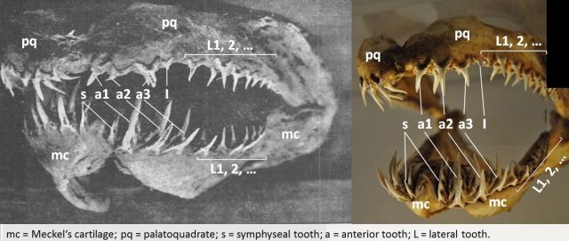 Fig. 3. Jaw of the sea serpent and Carcharias taurus in correct position with added anatomical terminology used in text. (From “Marine snake head from China”, 1905. The Pacific Commercial Advertiser. Used according to § 51 Urheberrechtsgesetz; Merryjack. 2012. Grey nurse shark lower and upper jaw. Retrieved from https://www.flickr.com/photos/merryjack/8220600560/ and https://www.flickr.com/photos/merryjack/8219517843/. Used under license CC-BY-NC-SA 2.0).