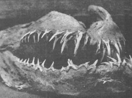 Fig. 2. Sea serpent dragon “head” of Ningpo, China. (From “Marine snake head from China”, 1905. The Pacific Commercial Advertiser. Used according to § 51 Urheberrechtsgesetz).