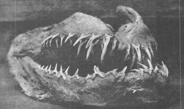 Fig. 2. Sea serpent dragon “head” of Ningpo, China. (From “Marine snake head from China”, 1905. The Pacific Commercial Advertiser. Used according to § 51 Urheberrechtsgesetz).