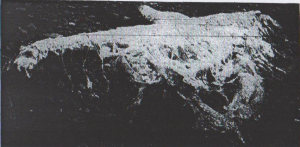 Fig. 3. Picture of the Deepdale Holm carcass found at Mainland, Orkney Islands. Charles Rankin thought it was confirmed as basking shark and then reported about a “similar” carcass washed ashore in Gourock. (From “Basking shark or “Scapasaurus”?”, 1942. The Orkney Blast. Used according to § 51 Urheberrechtsgesetz).