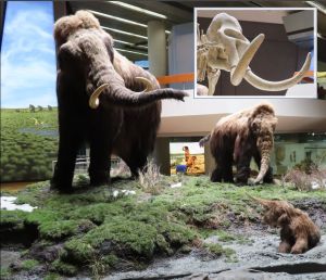 Fig. 27: Diorama featuring three furred mammoth at Natural History Mueum Stuttgart (Germany). The inserted mammoth skull top right shows the striking difference to whale skulls. Image: Bühler (2021). Image modifications and added terminology from author.