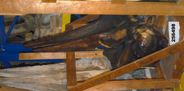 Fig. 21: The skull in 2008 in its wooden box, in the storage building of the Smithsonian. The initial image depicts the skull in a vertical position. Image: Pittasy, 2005c. Edited by author, 