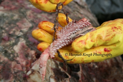 Fig. 7. Section of a basking shark jaw featuring multiple rows of teeth. Image: Hannah Keogh (2011). Creative Commons License BY-NC-ND 2.0.