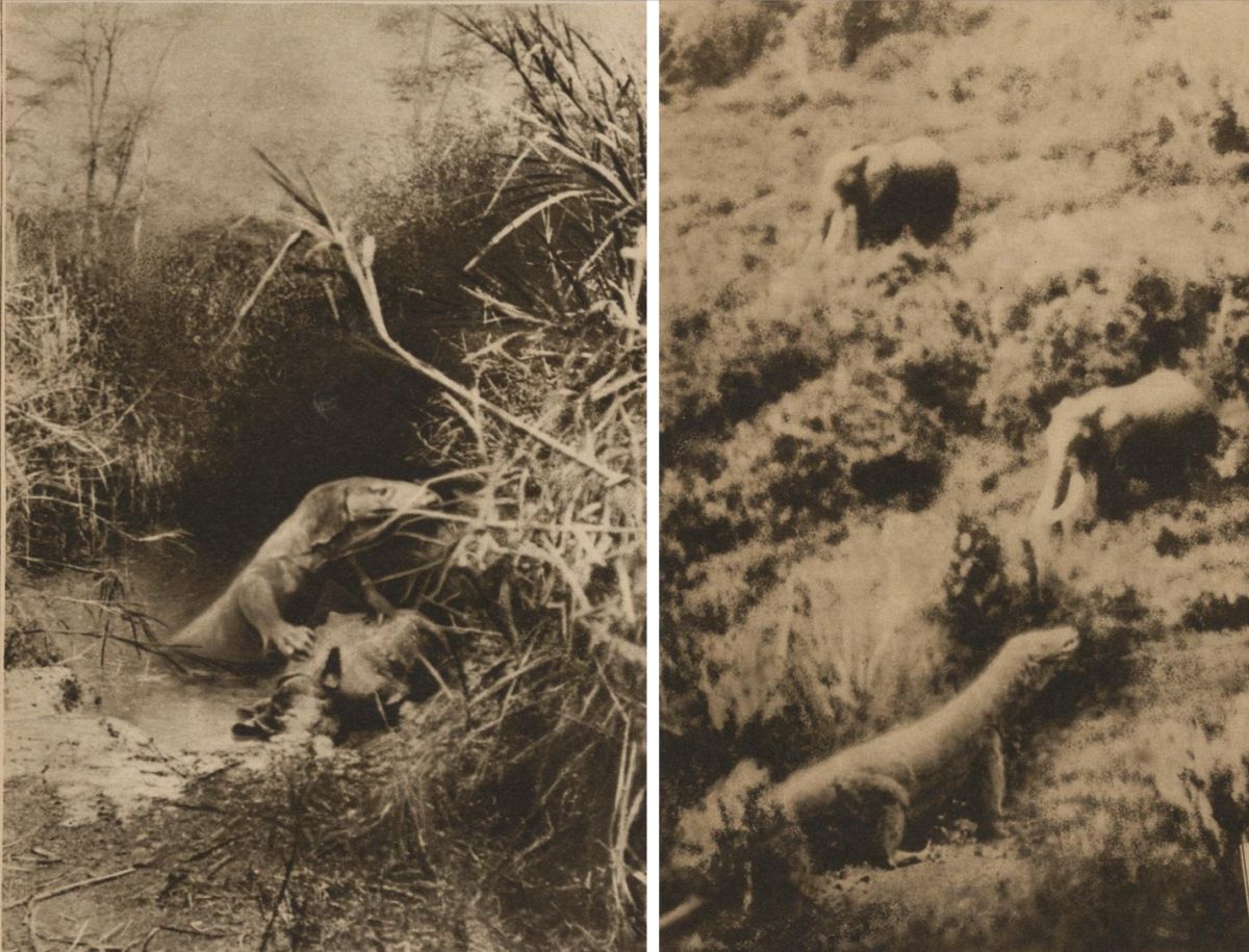 The two photomontages published with the Johanson report: one showing the alleged Kassaisaurus over a rhinoceros and another inserting a reptilian figure into an elephant scene.