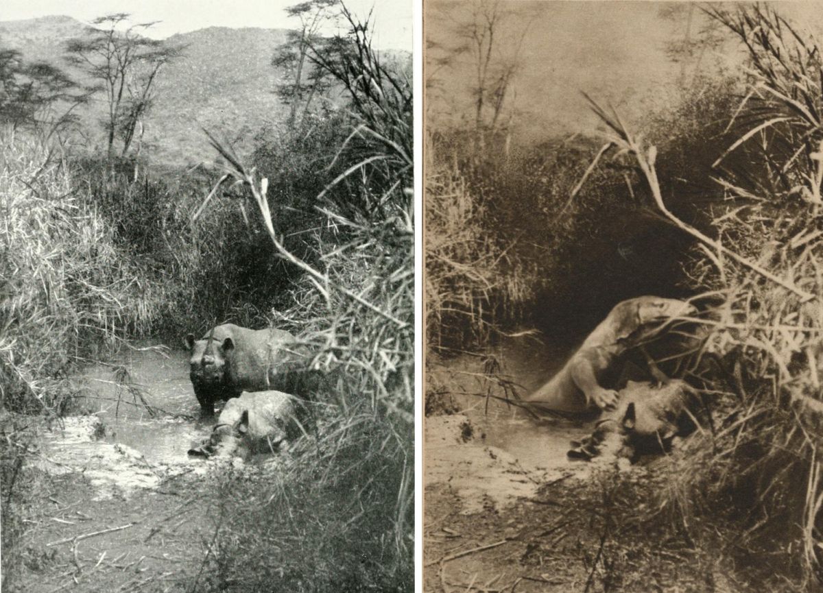 Comparison of Carl Georg Schillings’ original rhinoceros photograph with the Johanson photomontage that inserted the alleged Kassaisaurus into the scene.