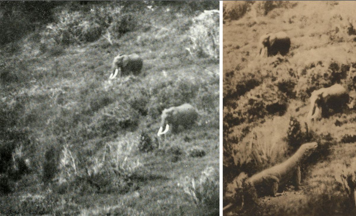 Comparison of Carl Georg Schillings’ original elephant photograph with the Johanson photomontage that reused the same elephant background and inserted a reptilian figure.