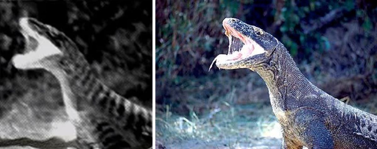 Comparison of a digitally manipulated image circulated as an alleged Kasai Rex photograph with its source image of a Komodo dragon.