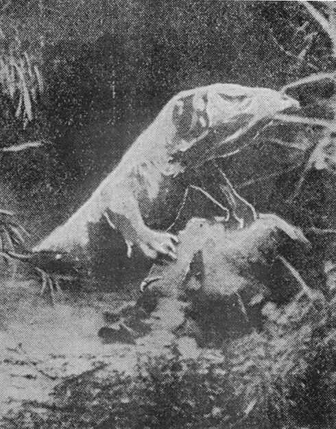 Newspaper reproduction of the photograph attributed to J. C. Johanson, showing an alleged large reptilian creature positioned over a dead prey animal in a swamp-like setting.