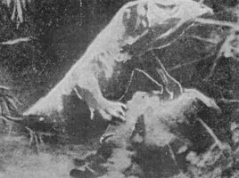 Newspaper reproduction of the photograph attributed to J. C. Johanson, showing an alleged large reptilian creature positioned over a dead prey animal in a swamp-like setting.